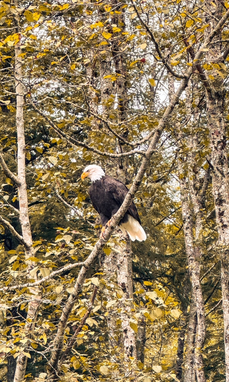 Bald eagle in Sitka, Alaska